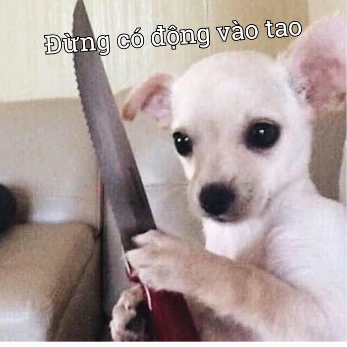 Chihuahua meme hài hước nhất