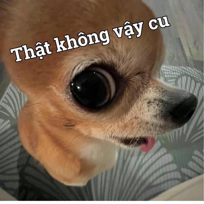 Hình ảnh meme chihuahua độc đáo