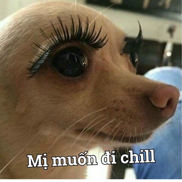 Chó chihuahua trong meme thú vị