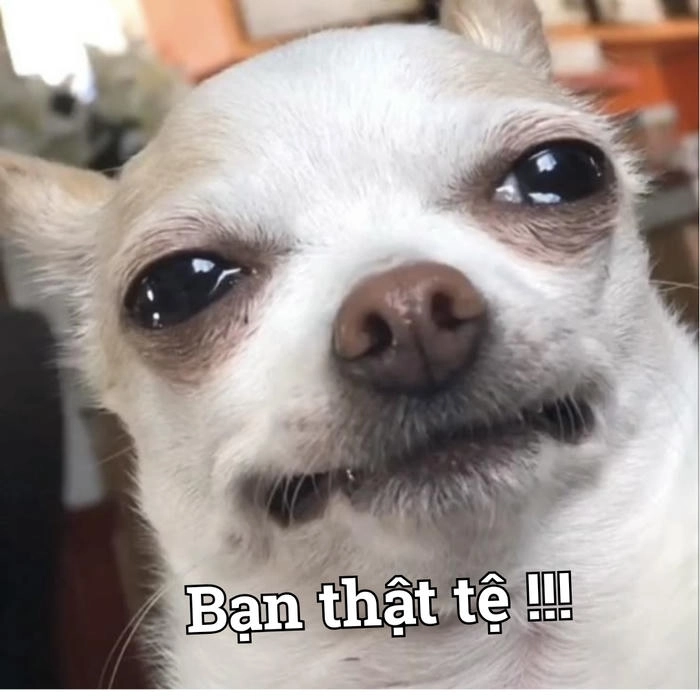 Meme về chihuahua vui nhộn