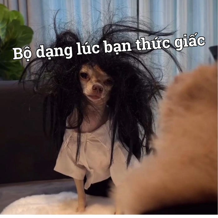 Meme chó chihuahua đáng yêu