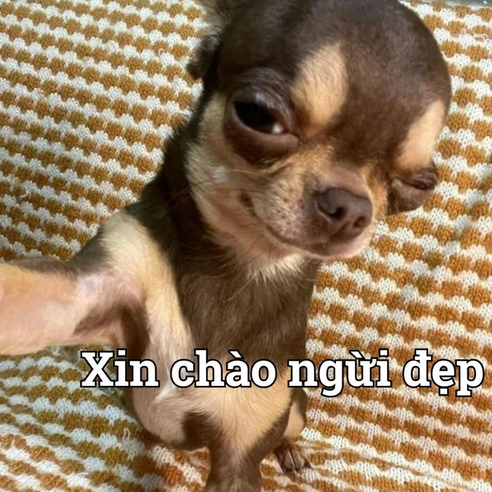 Chihuahua meme hài hước