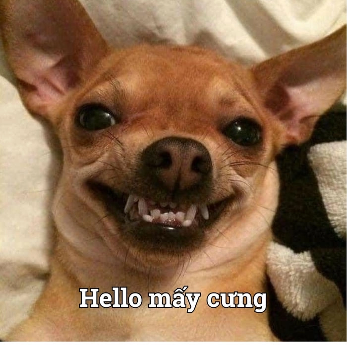 Meme chihuahua thú vị