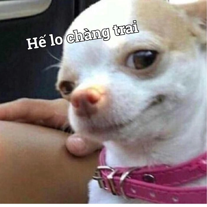 Chó chihuahua meme ấn tượng