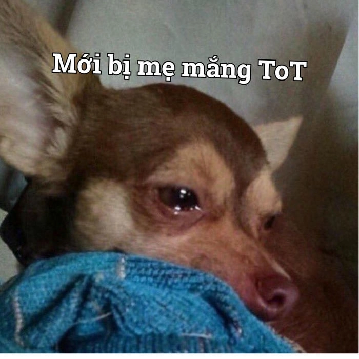 Meme chihuahua cực ngộ nghĩnh