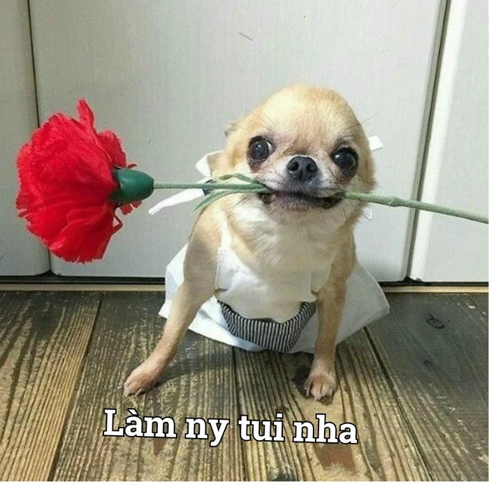 Chihuahua meme gây cười