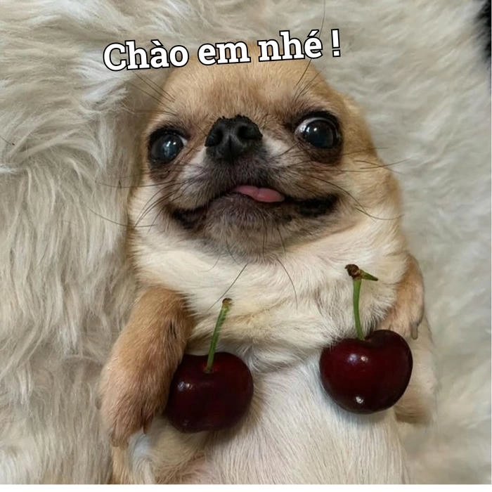 Meme chó chihuahua nổi bật