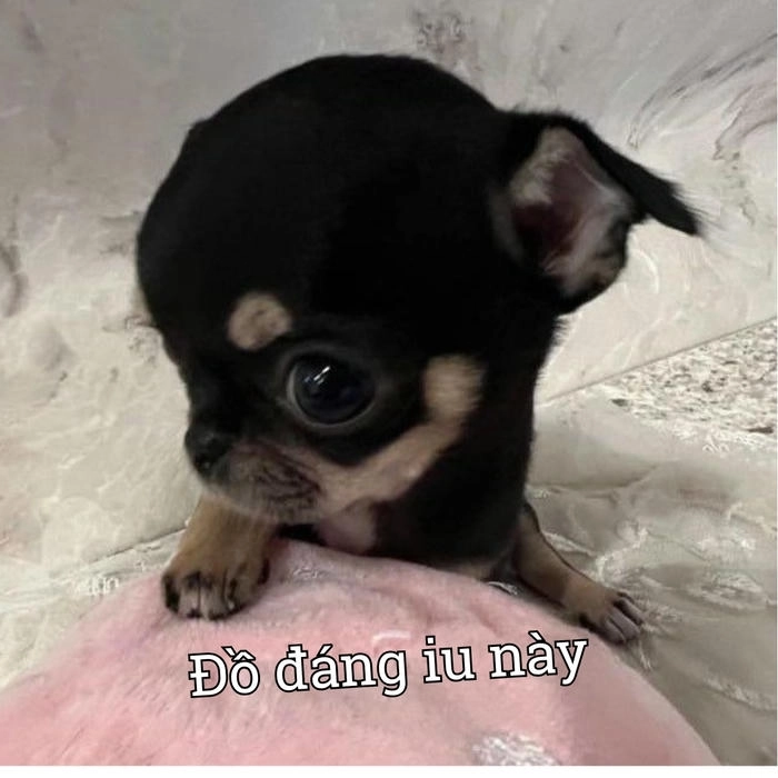 Meme chihuahua vui tươi