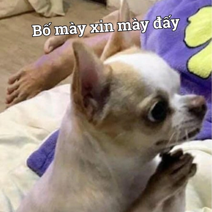 Chó chihuahua trong các meme