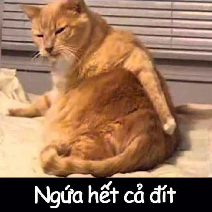 Meme bựa ảnh chế thú vị