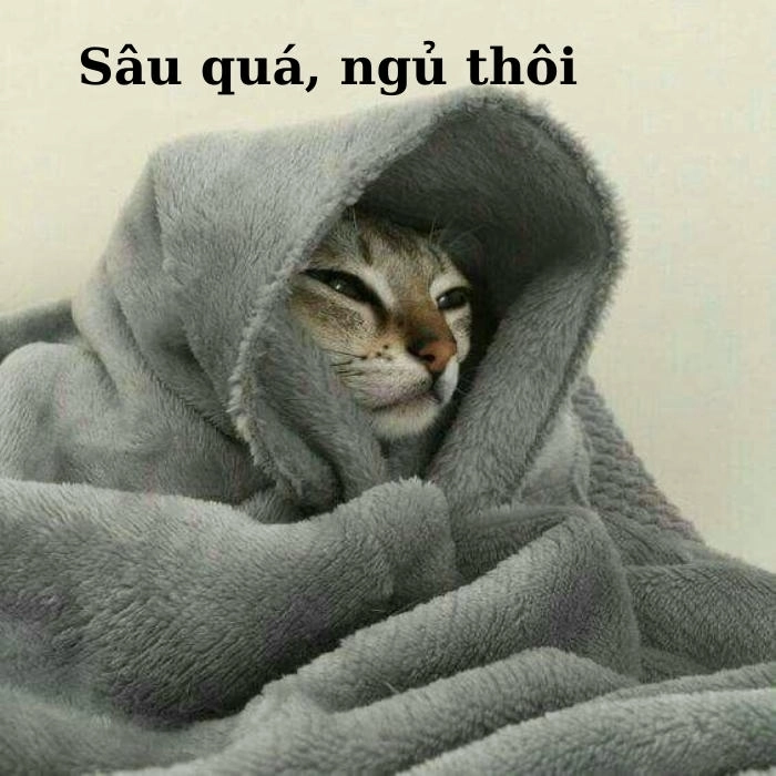 Meme chúc ngủ ngon cute