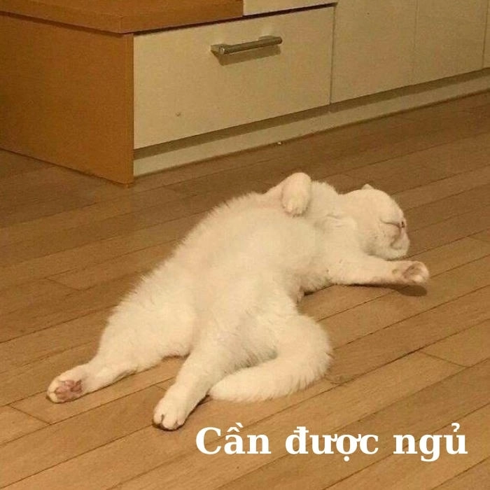 Ảnh meme ngủ ngon vui vẻ