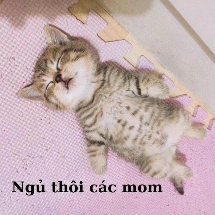 Meme chúc ngủ ngon đáng yêu