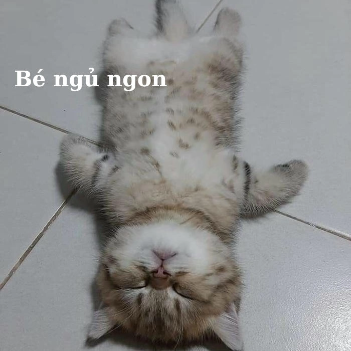 Meme chúc ngủ ngon siêu cute
