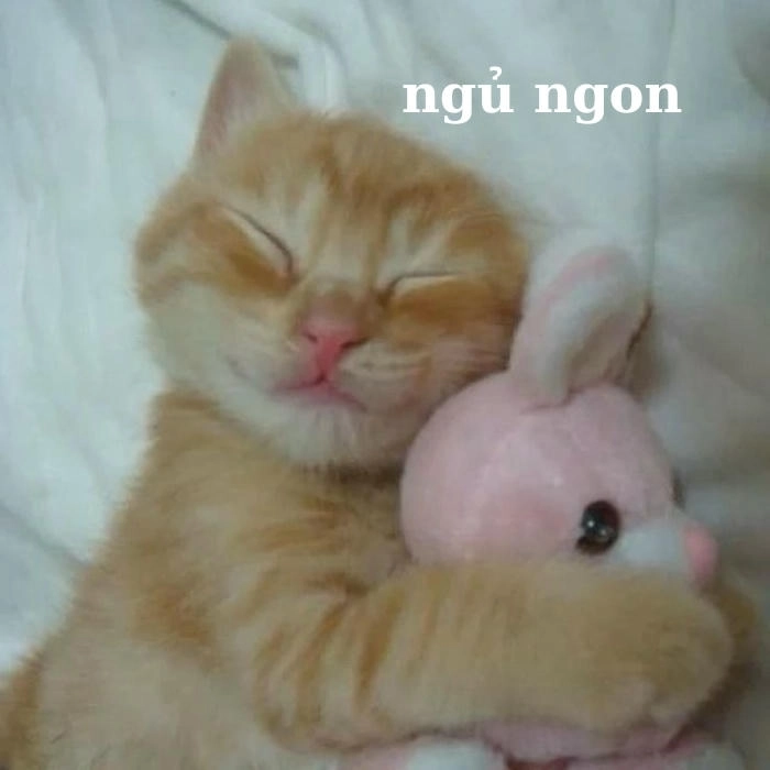 Meme chúc ngủ ngon ngọt ngào