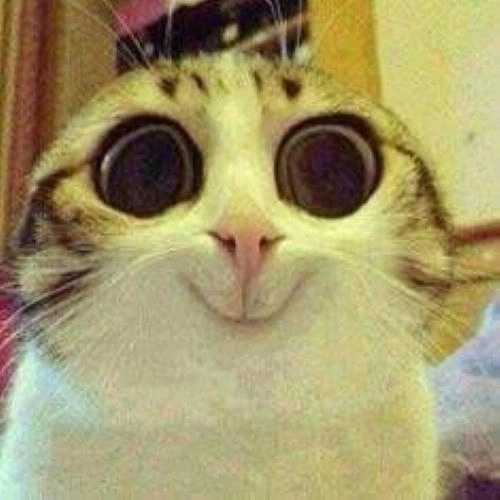 meme mèo cười mỉm đáng yêu