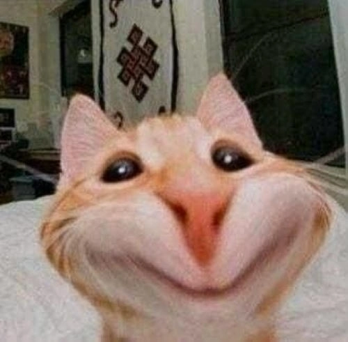 meme mèo cười đểu gây nghiện