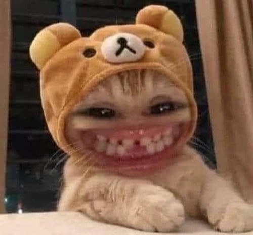 meme mèo cười đều cute