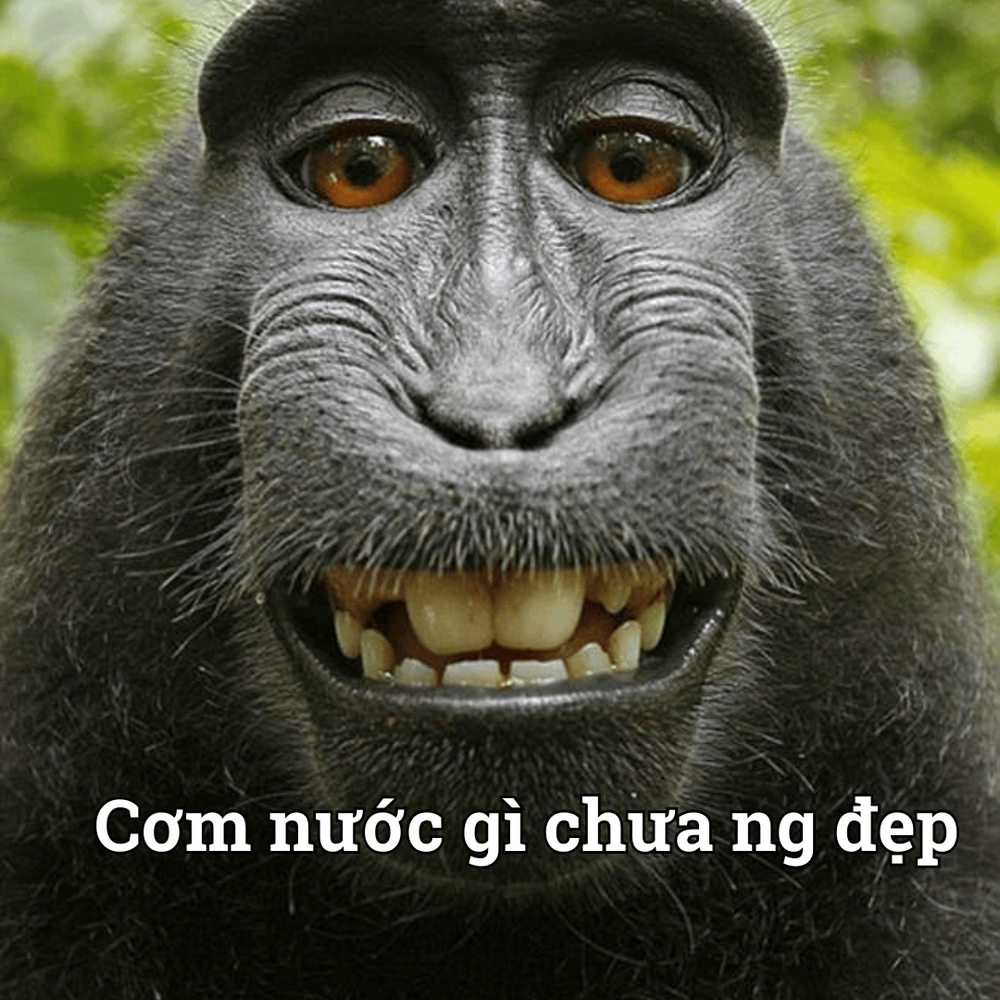 Meme động vật hot trend