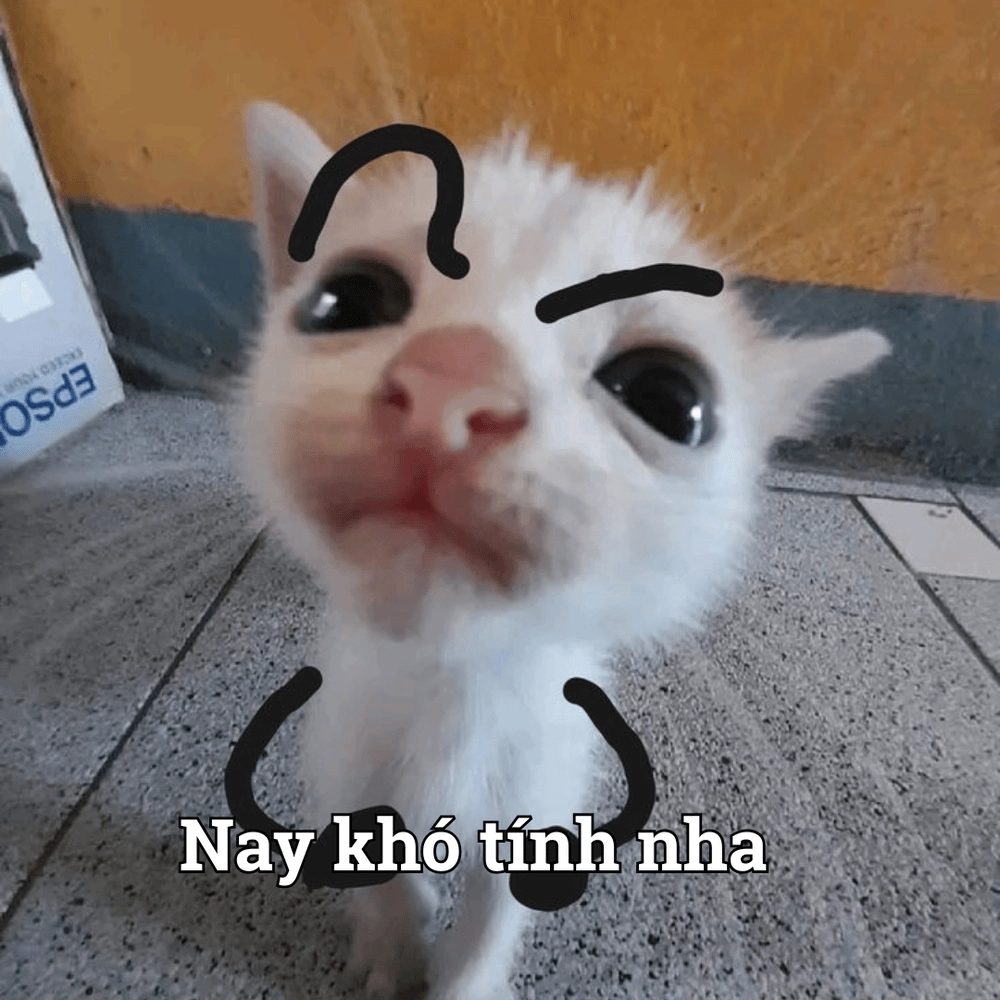 Ảnh meme thú cưng cute