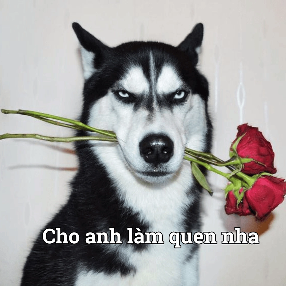 Hình ảnh meme chó hài