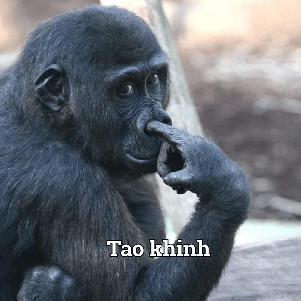 Meme thú cưng hài hước
