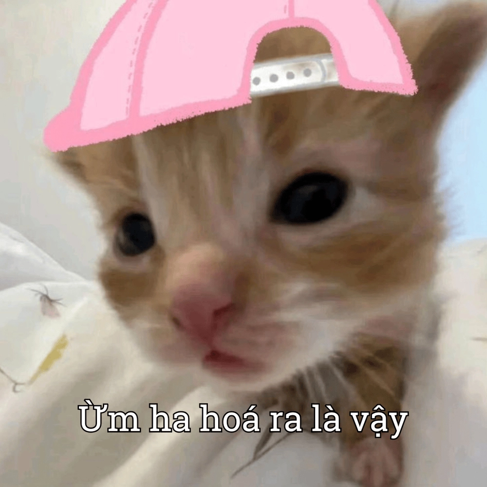 Hình ảnh meme động vật