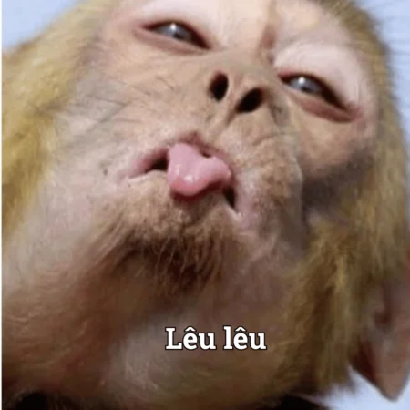 Tổng hợp 65+ hình ảnh meme động vật dễ thương, siêu lầy lội