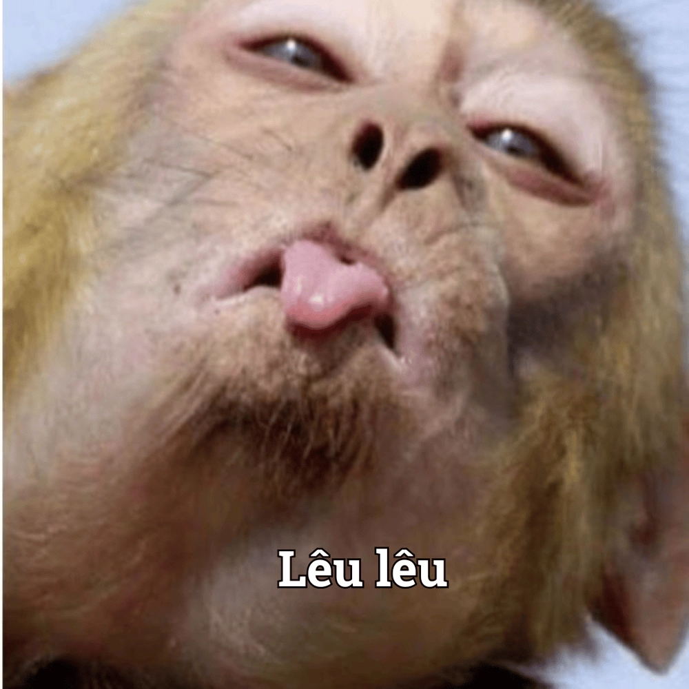 Hình động vật meme lầy lội