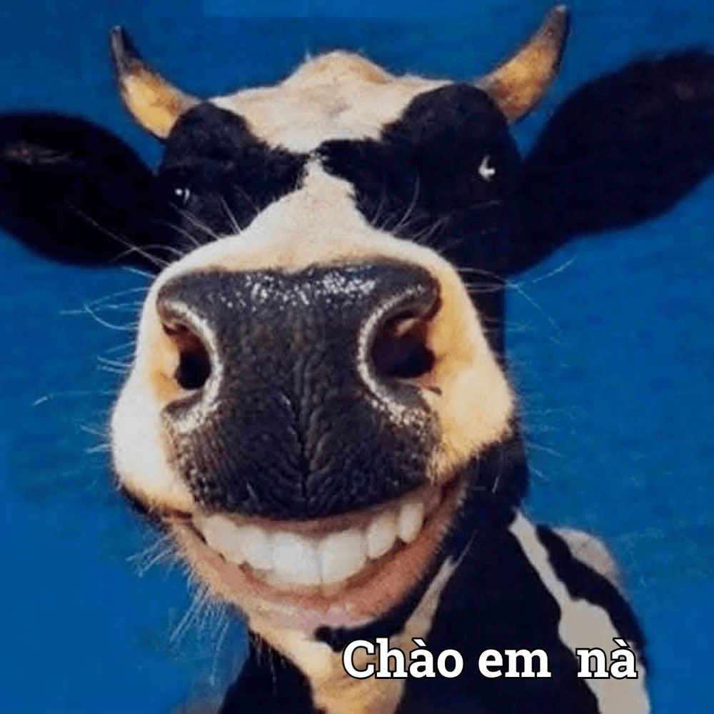 Ảnh động vật meme con bò cười