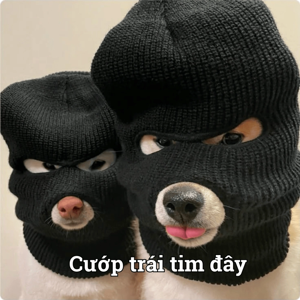 Ảnh động vật meme cute