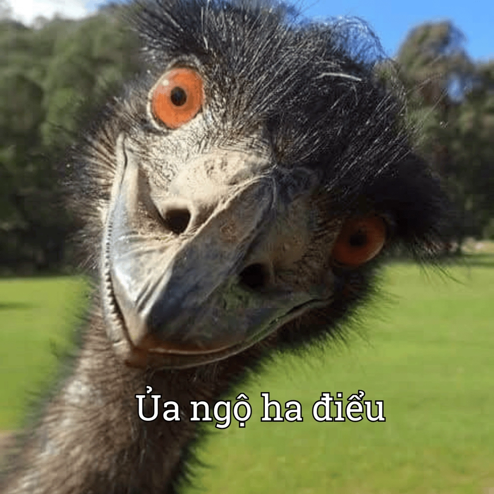 Meme đà điểu đáng yêu