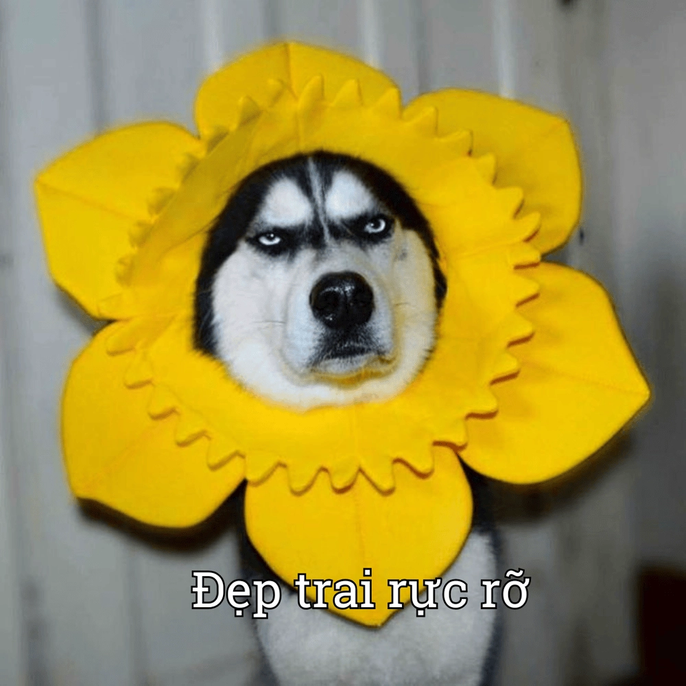 Meme động vật cute