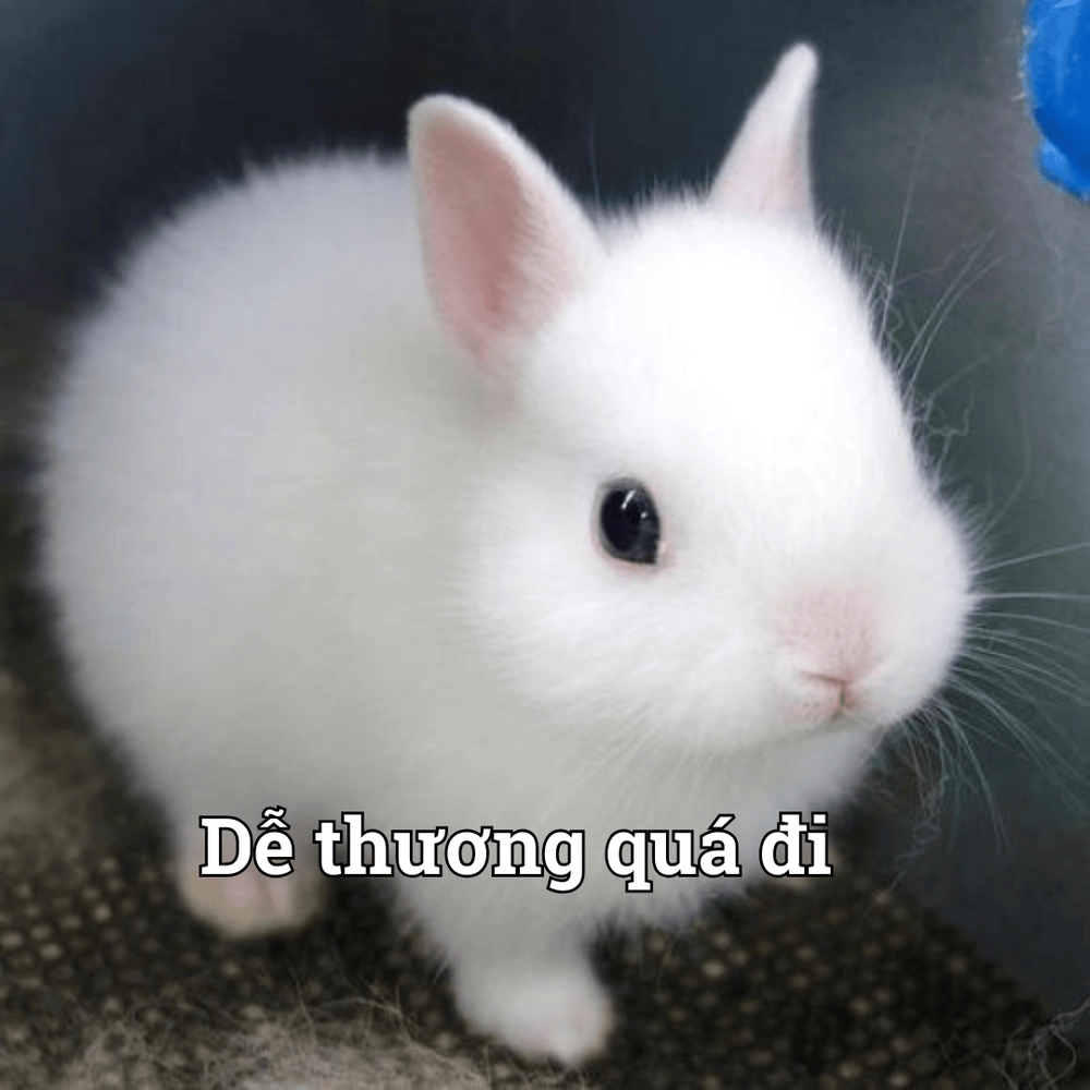 Động vật meme