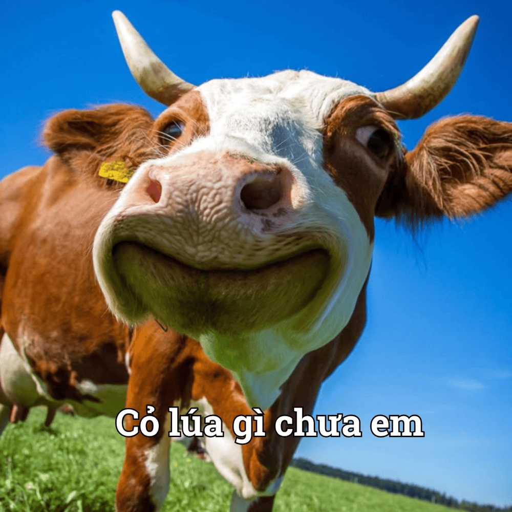 Hình meme con bò lầy lội