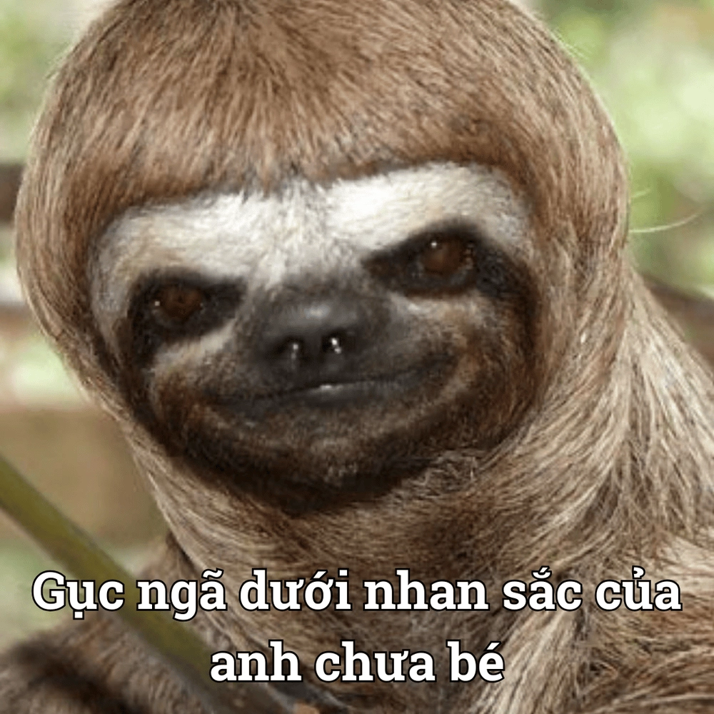 Hình động vật chế meme