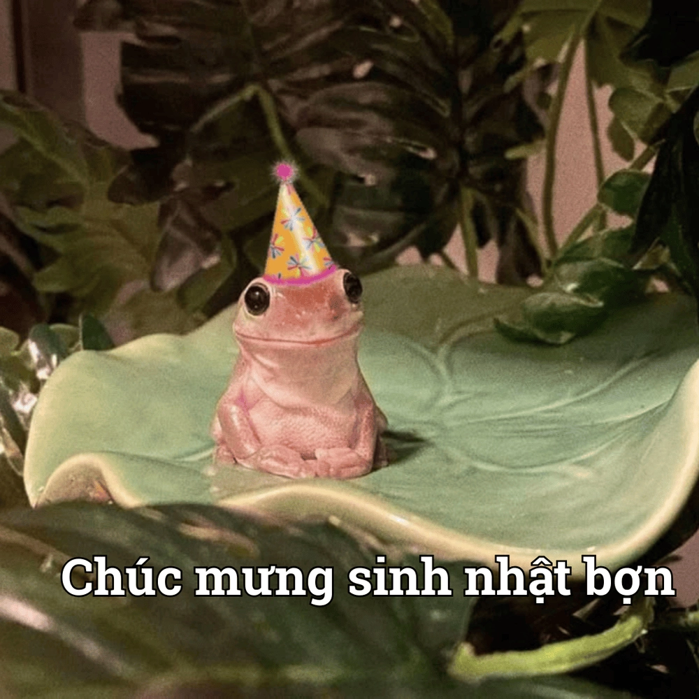 Ảnh meme động vật