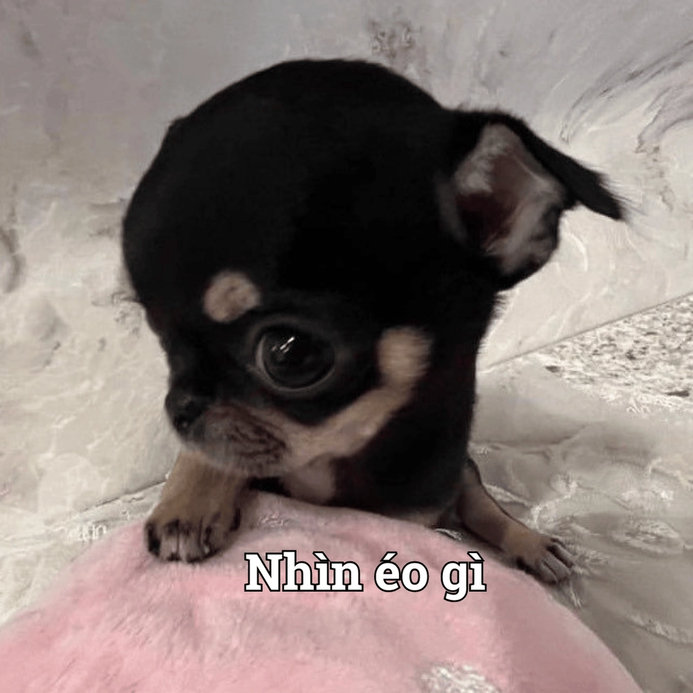hình meme con vật