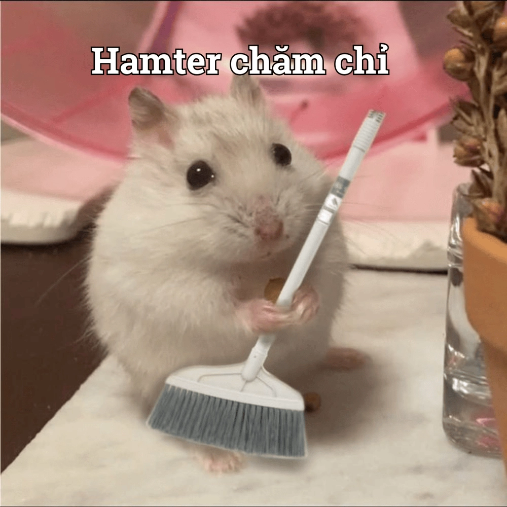 Hình meme động vật dễ thương