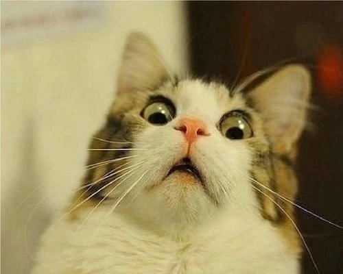 Mèo ngạc nhiên meme cực cute