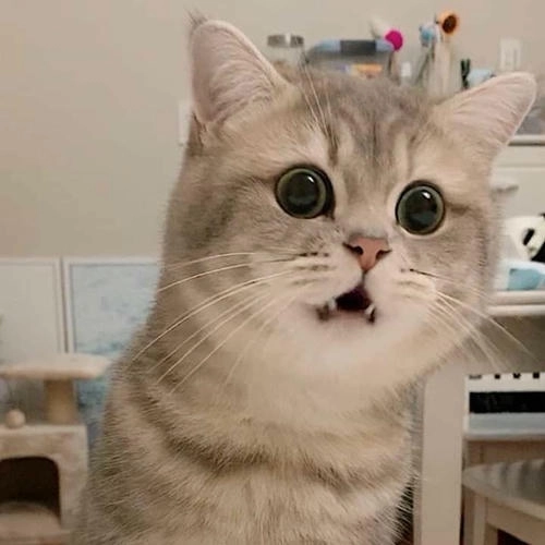 Mèo ngạc nhiên meme biểu cảm dễ thương