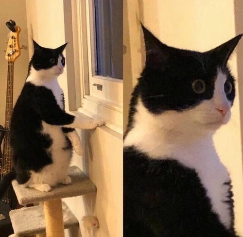 Mèo ngạc nhiên meme dễ thương
