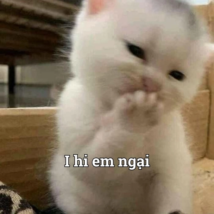 Meme ngại ngùng cực chất