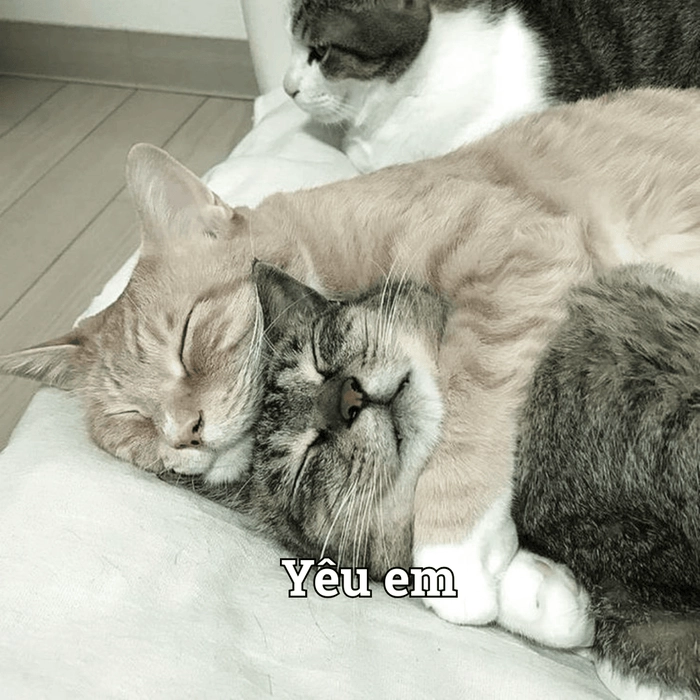 Meme ôm dễ thương