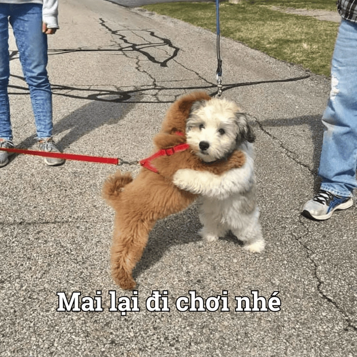 meme chó ôm nhau tạm biệt