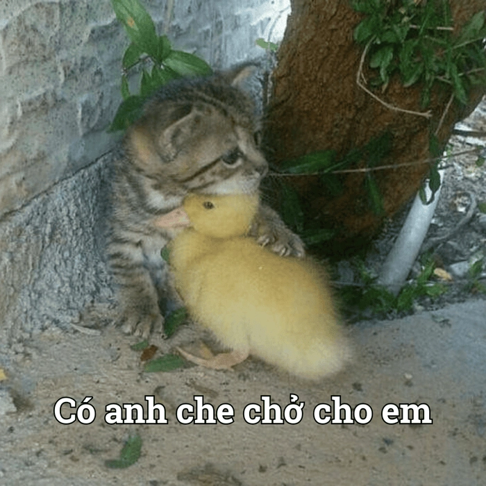 Meme ôm nhau cute ngọt lịm