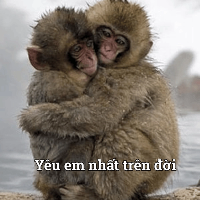 Hình ảnh meme ôm cute