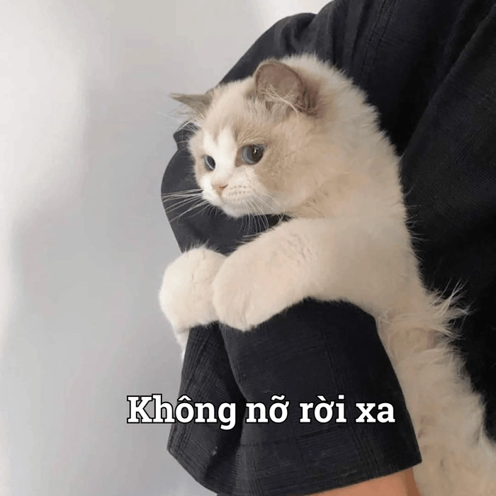 Meme ôm hài hước