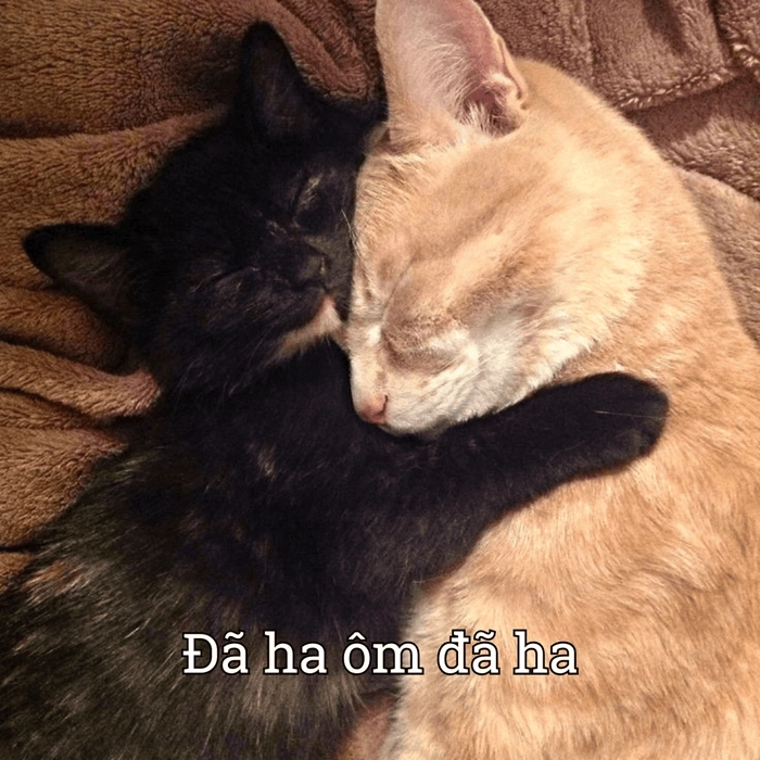 meme mèo ôm nhau
