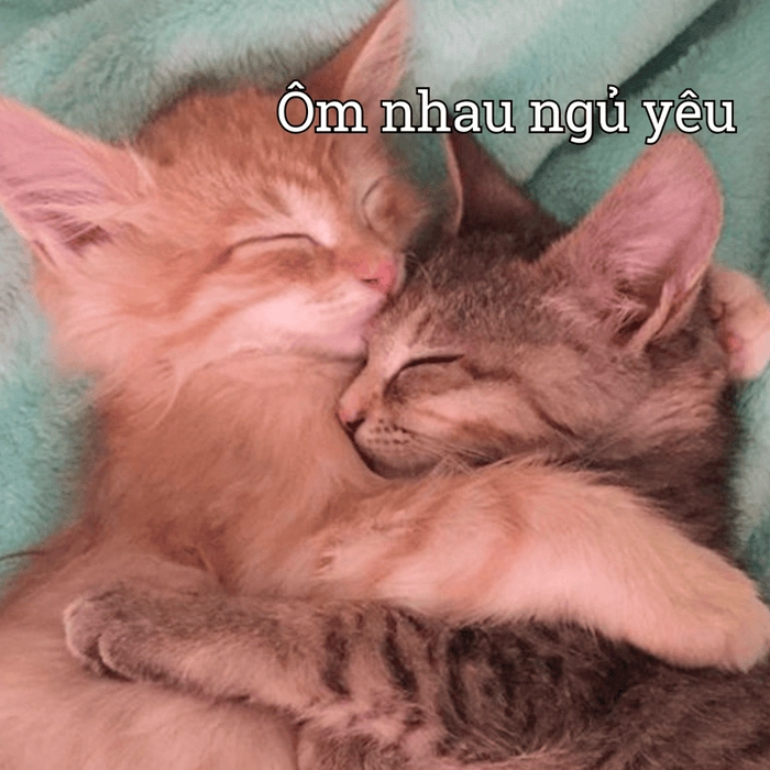 Hình ảnh meme ôm hài